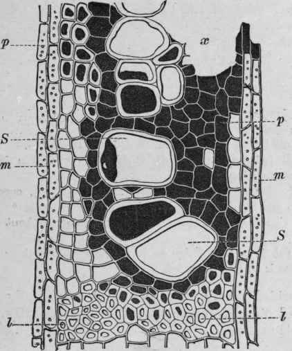 Fig. 241.   Araroba. Portion of a transverse section of the wood of Andira Araroba, near to a cavity filled with araroba. S, vessels; l, wood fibres; p,wood parenchyma; m, medullary rays. Nearly all the elements contain a dark substance, which in the upper part forms a dense mass, x (omitted from the illustration). Magnified. (Vogl.)