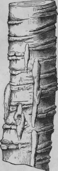 Fig. 244. Portion of the stem of a Manna tree, showing the incisions and adhering manna. Reduced. (Vogl.)