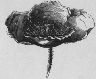 Fig. 36. Red Poppy. (Planchon and Collin.)