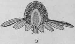 Fig. 39.   Single chamomile. A, entire; B, cut vertically, showing the solid, conical receptacle. Natural size. (Bentley and Trimen.)