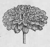 Fig. 40.   Double chamomile. Natural size. (Bent ley and Trimen.)