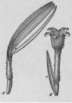 Fig. 41.   Chamomile (Anthemis nobilis). A, ray floret, magnified 4 diam. B, disc  floret with bract (b), showing external glands; more highly magnified. (Luerssen.)