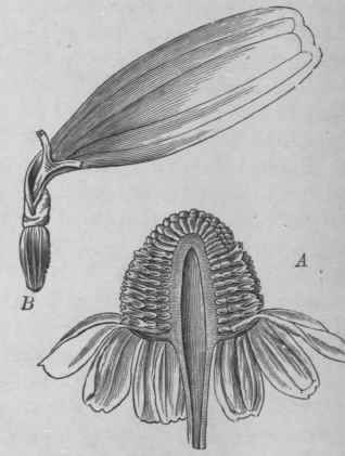Fig. 42.   German chamomile (Matricaria Chamomilla). A, flowerhead cut vertically. B, ray floret, magnified. (Moeller.)