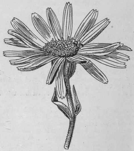 Fig. 43.   Arnica flower. Natural size. (Pharmaceutical Journal.)