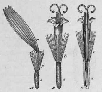 Fig. 44.   Arnica flowers. A, ray floret. B, disc floret. C, the same, cut vertically: o, ovary; p, pappus; a, anthers. All magnified. (Luer ssen.)