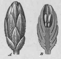 Fig. 45.   Flowerhead of Artemisia. A, entire, showing imbricated bracts with external glands: B, cut longitudinally, showing florets. Magnified.