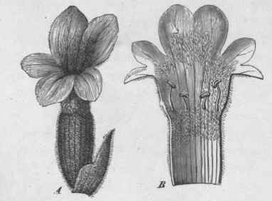 Fig. 46.   Lavandula vera. A, entire flower, showing bract and hairy calyx, magnified. B, the corolla opened vertically, magnified. (Luerssen.)