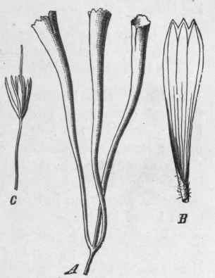 Fig. 47.   A, three stigmas of Saffron with a portion of the style, magnified 2 diam. B, Calendula floret, magnified 1� diam. C, Safflower floret, magnified 1� diam. (Vogl.)