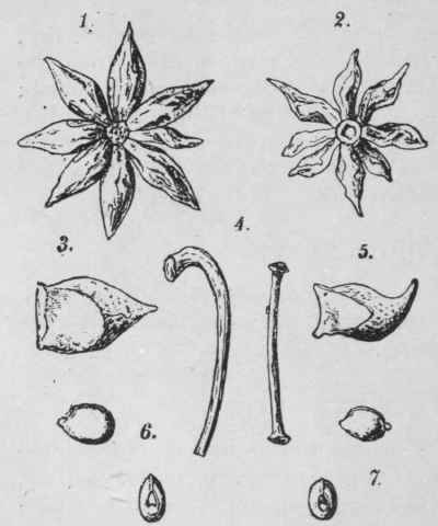 Fig. 48. Fruits of [Illicium verum and 1. religiosum. 1, entire fruit of 1. verum; 3, a single carpel; 4, stalk (left); 6, seed; 2, entire fruit of 1. religiosum; 4, stalk (right); 5, single carpel; 7, seed. (Vogl.)