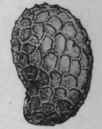 Fig. 51. Poppy seed. Mag n i f i e d. (Bentley and Tri men.)