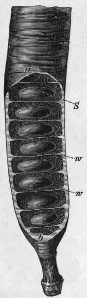 Fig. 55. Cassia Fistula. Lower portion of a pod partly opened to show the seeds. S, seed; w, transverse dissepiments; b, pericarp of fruit. (M o e 11 e r, after Wiesner.)