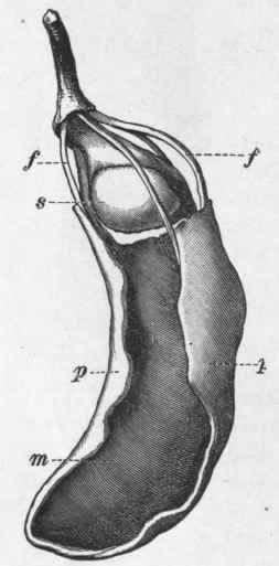Fig. 56.   Fruit of the Tamarind tree with part of the pericarp removed, showing 5, seed; /, fibres; p, epicarp; m, pulp. Natural size. (Vogl.)