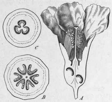 Fig. 57.   Pomegranate (Punica Granatum). A, flower cut vertically; B, transverse section of the upper part of the ovary, showing six loculi, magnified; C, transverse section of lower part, showing three loculi, magnified. (Luerssen.)