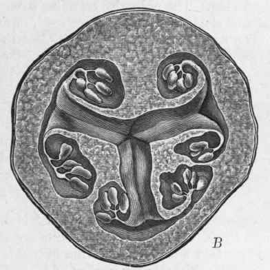 Fig. 58.   Colocynth fruit. A, transverse section of young fruit, showing the placentas dividing near the margin and curving inwards; B, ripe fruit, showing each placenta fissured. (Moeller.)