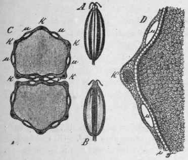 Fig. 59. Caraway fruit. A, entire fruit, side view magnified 3 diam. B, longitudinal section, magnified 3 diam. C, transverse section: μ, vittae; k, ridges, magnified 14 diam. D, portion of the same, further enlarged; i, pericarp; T, seedcoat. (Berg.)