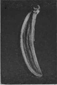 Fig. 60 Caraway fruit. Mericarp, magnified. 6 diam.