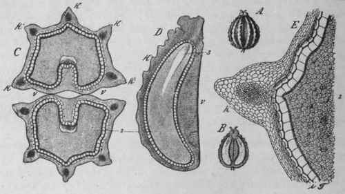 Fig. 61. Hemlock fruit. A, side view of entire fruit. B, longitudinal section of the same, showing endosperm and embryo, magnified 3 diam. D, half of the same, further enlarged; 3, embryo. C, transverse section: v, commissural surface; k, ridges; 2, endosperm magnified 14 diam. E, portion of the same, further enlarged; i, pericarp; t, seed coat. (Berg.)
