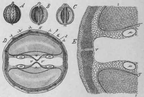 Fig. 62.   Coriander fruit. A, whole fruit (cremocarp), magnified 3 diam.; B, commissural surface of half fruit (mericarp), showing the vittae as dark lines; C, longitudinal section through both mericarps, showing the endosperm and embryo, magnified 3 diam.; D, transverse section, showing the vittae, μ, magnified 14 diam.; E, portion of the same, further enlarged; k, primary ridges; X, secondary ridges; 2, endosperm. (Berg.)