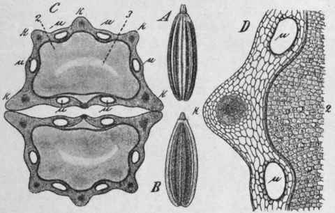Fig. 63. Fennel fruit. A, entire fruit, side view, magnified 3 diam. B, half fruit, showing commissural surface, magnified 3 diam. C, transverse section; μ, vittae; k, ridges; 2, endosperm; 3, embryo; magnified 14 diam. D, portion of the same, further enlarged. (Berg.)