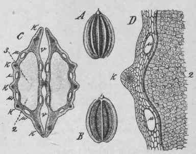 Fig. 64. Dill fruit. A, entire fruit, side view, magnified 3 diam. B, commissural surface of mericarp, showing the vittae as dark lines, magnified 3 diam. C, transverse section: μ, vittae; k, ridges; v, commissural surface; 2, endosperm; magnified 14 diam. D, portion of the same, further enlarged. (Berg.)