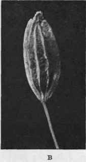 Fig. 65. Dill fruit. A, English; B, Indian. Magnified 6 diam.