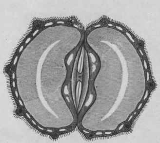 Fig. 66. Anise fruit. Transverse section indicating the position of the vittae, not all of which (about forty in each mericarp) are shown. Magnified. (Moeller.)