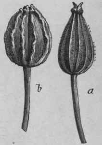 Fig. 67. a, Anise fruit. b, Hemlock fruit. Magnified. (Vogl.)