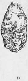 Fig. 68.   a, Zanzibar; b, Sierra Leone; c, Japanese chillies; d, Bombay capsicums. Natural size. (Chemist and Druggist.)