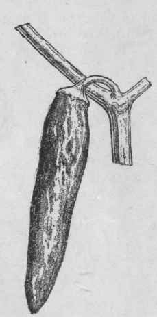 Fig. 69.   Capsicum an nuum, fruit. Natural size. (Bentley and Trimen.)