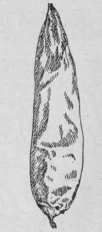 Fig. 70.   Natal capsicum fruit. Natural size. (Chemist and Druggist.)