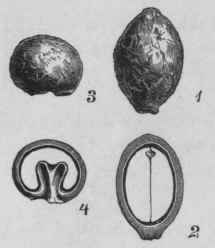 Fig. 71. 1 and 2, Laurel berries, whole and cut vertically. 3 and 4, Cocculus indicus, whole and cut transversely. Slightly magnified. (Vogl.)