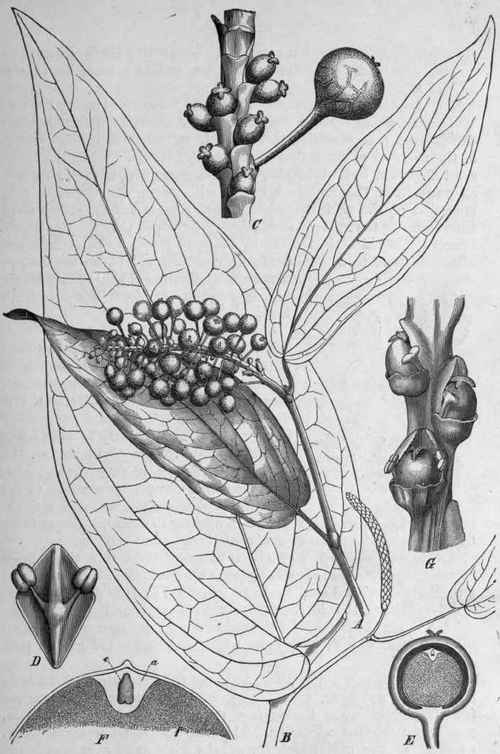 Fig. 73. Piper Cubeba. A, fruiting branch, natural size. C, portion of the same magnified, showing the stalk like elongation of the pericarp. B, branch of staminate plant, natural size. D, bract and stamens, magnified. E, fruit cut to show the endosperm and perisperm, magnified. F, portion of same, more highly magnified, showing the embryo, e, endosperm, a, and perisperm, p. G, Piper nigrum; portion of flowering spike, magnified. (Luerssen.)