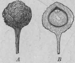 Fig. 74. Cubeb. A, entire fruit, magnified. B, entire fruit, cut vertically, magnified. (Planchon and Collin.)