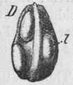 Fig. 77.   Juniper berry. A, entire fruit, magnified 3 diam. B, transverse section of the same; k, seed. D, Seed, magnified 3 diam.; I, oil gland. (Berg.)