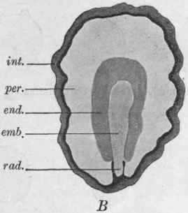 Fig. 80.   Cardamom seed. A, entire; B, longitudinal section; int., integuments; per., perisperm; end., endosperm; emb., embryo; rod., radicle. Magnified 12 and 14 diam. respectively.