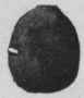 Fig. 82.   Mangalore Cardamoms. Natural size.