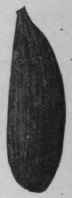 Fig. 83.   Long wild native Cardamoms. Natural size.