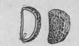 Fig. 84.   Stavesacre seed, entire and cut longitudinally, showing embryo. Magnified 2 diam. (Maisch.)