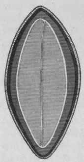 Fig. 86. Linseed. Transverse section, showing the seed coats, endosperm, and cotyledons. Magnified. (Moeller).
