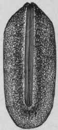 Fig. 89. S e e d of Physostigma cylindrospermum, showing the shorter hilum. (Maisch.)