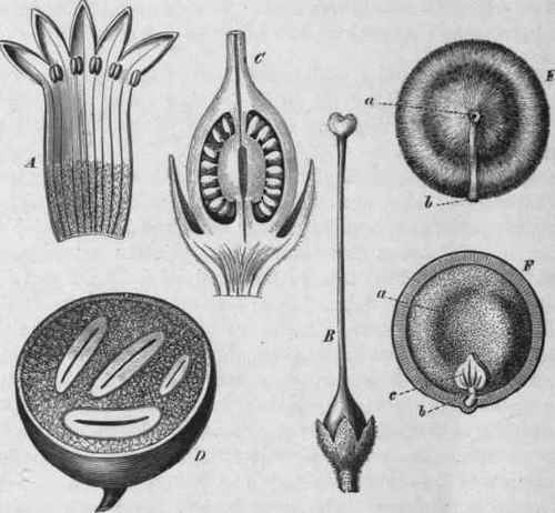 Fig. 93.   Nux Vomica. A, corolla opened, magnified. B, ovary with style, magnified. C, ovary cut longitudinally, more highly magnified. D, ripe fruit, cut transversely, showing seeds; reduced to about one half. E, seed, entire, natural size: a, hilum; b, micropyle. F, the same, cut vertically: a, endosperm; b, radicle; c, cotyledon. (Luerssen.)