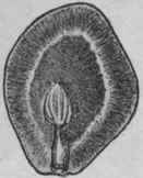 Fig. 94.   Ignatius Beans. Natural size. (Bentley and Trimen.)