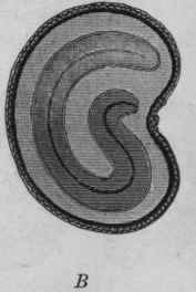 Fig. 95.   Thornapple seed. A, showing the pitted surface; B, longitudinal section, showing curved embryo. Magnified. (B, after Moeller.)