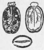 Fig. 98.   Fruit and seed of Ricinus communis. Natural size. (Bentley and Trimen.)