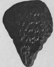 Fig. 99. Grain of Paradise. (Magnified.)