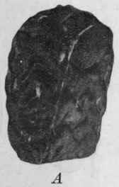 Microscopical Characters 119