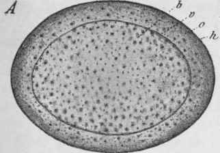 Microscopical Characters 299