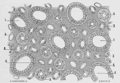 Medullary Substance of the Healthy Kidney