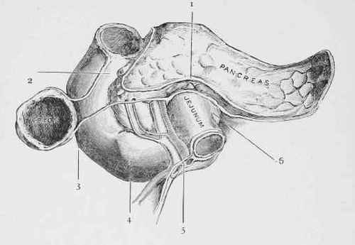 The Duodenum from in front