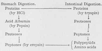 Proteins 1